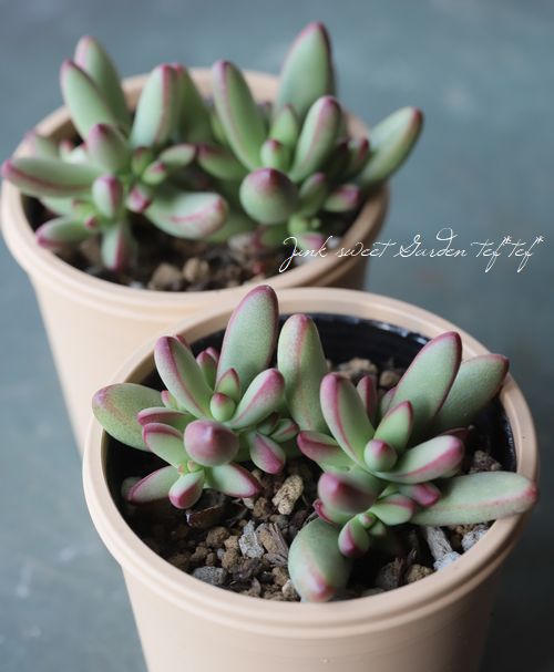 多肉植物】 『ルドリップ』 クラッスラ属 いとうぐりーん | すべての