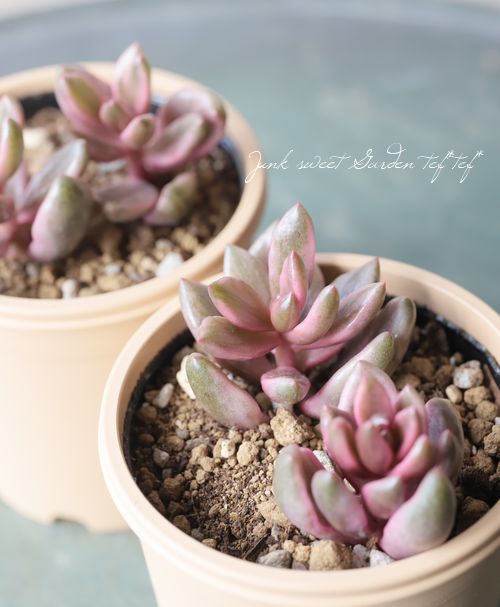 多肉植物】 『チョコレート錦』 グラプトベリア属 | すべての商品