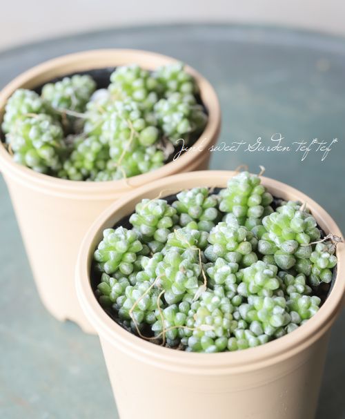 アナカンプセロス コンプトニーAnacampseros comptonii 多肉植物 塊根植物