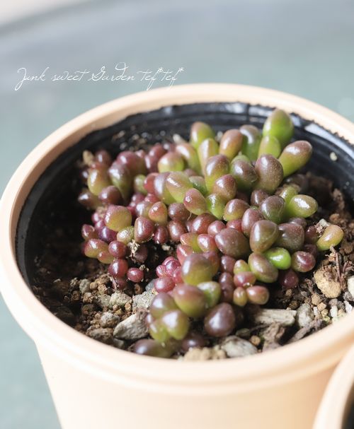 25 Anacampseros comptonii アナカンプセロス コンプトニー 塊根植物