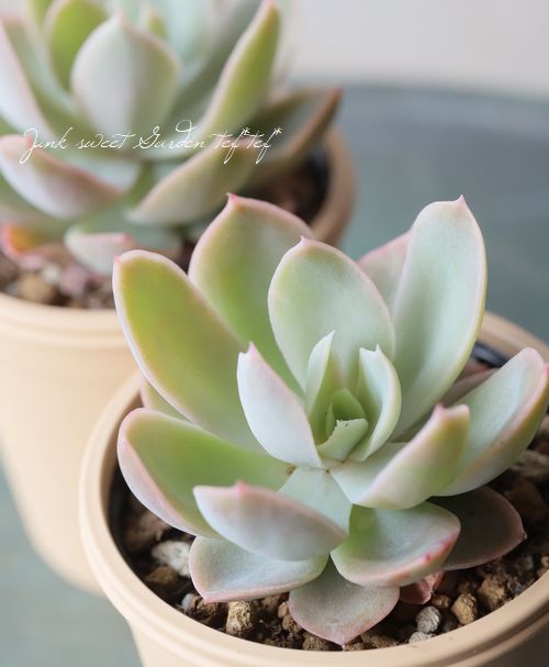 多肉植物】 『桃娘』 エケベリア属 いとうぐりーん | すべての商品