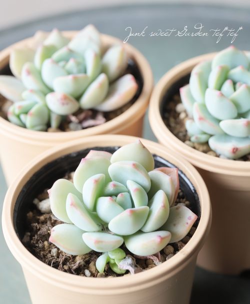 多肉植物】 『バニラビズ』 エケベリア属 【いとうぐりーん】 | すべて