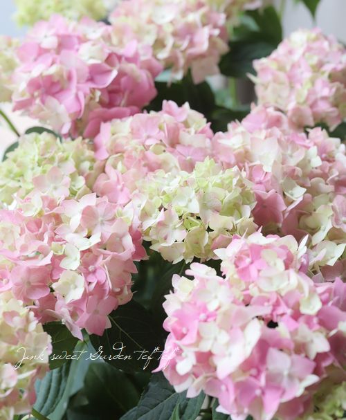 吉岡麗子さん てまり咲き紫陽花 てててまり ピンク Flower Species アジサイ Junk Sweet Garden Tef Tef