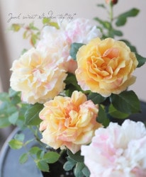 �ߥ˥Х� �إ���ե��ˡ������١��ʤ�����