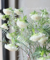 ԥ쥢 إۥ磻ȥե꡼ ȥꥢץ