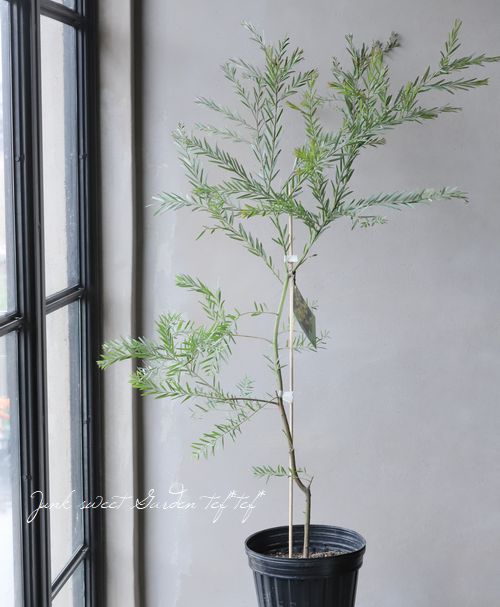 庭木】 アカシア 『ブリスベーン』 | すべての商品 | | Junk sweet