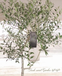 ���꡼�֡��إͥХǥ����֥�� -nevadillo blanco-�١��ߺϲ�souju�����Ω�ơ���No.7��