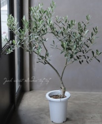 ���꡼�֡��إߥå���� -mission-�١��ߺϲ�souju�����Ω�ơ���No.8��