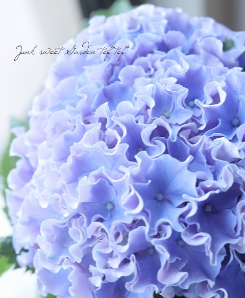 フリンジ紫陽花 サーフィン・サーファー 『シーサイドブルー