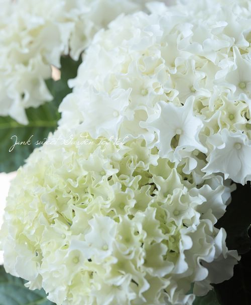 【特選】　アジサイ　5寸1種2鉢 ホワイトウェイブス　紫陽花 アジサイ：サーファー ホワイトウェイブス5号鉢植え の通販