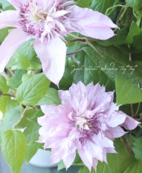 ����ޥ���������å��ޥˡ��ϡ��إޥ���ԥ󥯡�