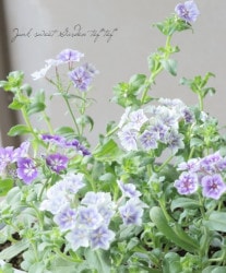 Flower Species,フロックス | Junk sweet Garden tef*tef*