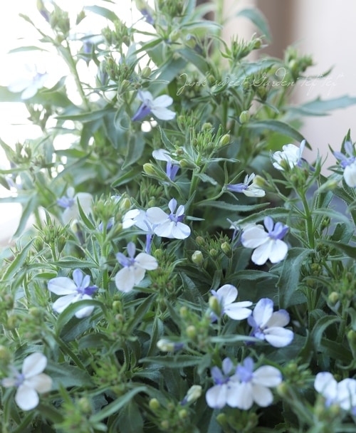 最大97 オフ ろべりあ様専用 Maxiking Com Bo