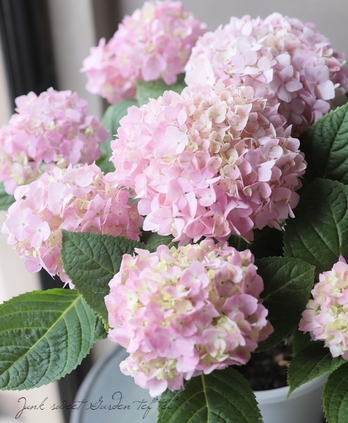 紫陽花さま専用 000000015652_2Nbsyn0.jpg