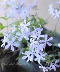 �ե��å������ԥ��� �إ֥롼�ɥ꡼���