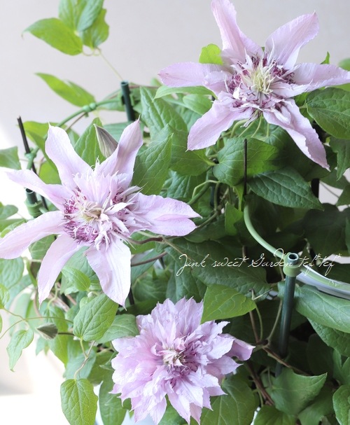 クレマチス・ジャックマニー系 『マルチピンク』 | すべての商品