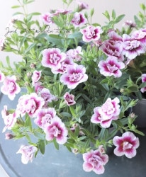 ֥饳Υ֥륷꡼إ꡼ե