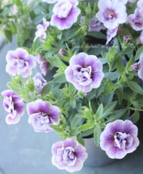 ֥饳Υ֥륷꡼إ졼ץե