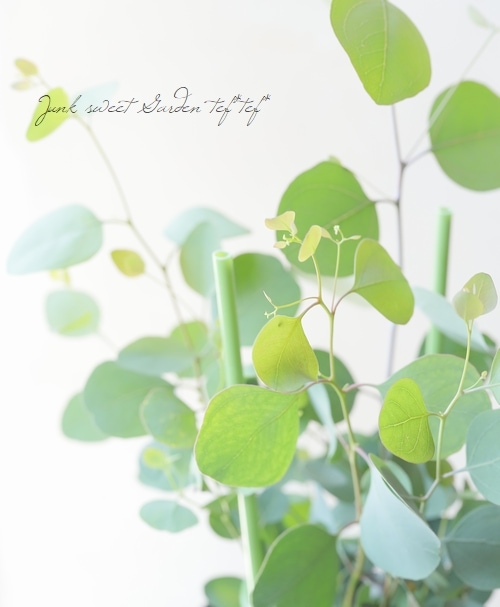 ハートリーフユーカリ 『ポポラス』 | すべての商品 | | Junk sweet