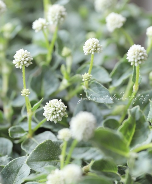 B(ᵔᴥᵔ)ポリゴナム 白花ヒメツルソバ寄せ植え地植えどんどん増えます