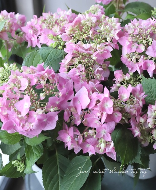 山紫陽花 『天使のエクボ』 ピンク | すべての商品 | | Junk sweet