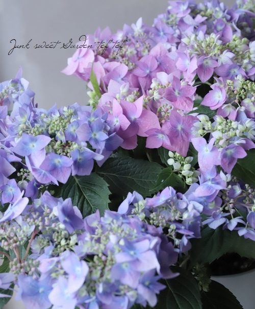 山紫陽花 『天使のエクボ』 パープル | すべての商品 | | Junk sweet