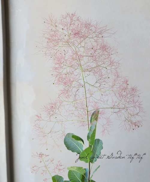 スモークツリー 『リトルルビー』 | すべての商品 | | Junk sweet