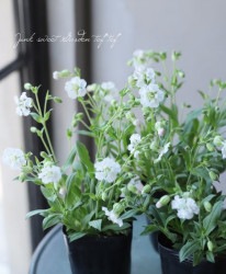 ����͡��إ��।�ӥ�󥸡�