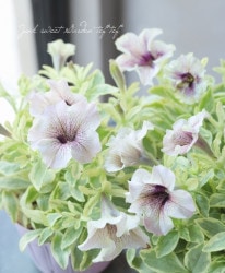 ڥ˥إߥ륯ƥХꥨ١󥫤Υڥ˥