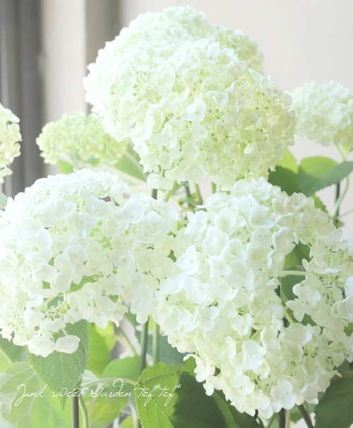 紫陽花 アナベル 『ジャンボ』 ホワイト 剪定時期が簡単! | すべての