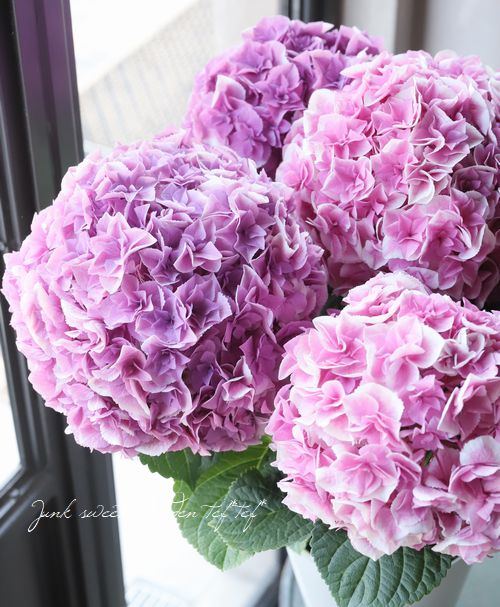 紫陽花 『 山紫水明 』 八重咲き | すべての商品 | | Junk sweet