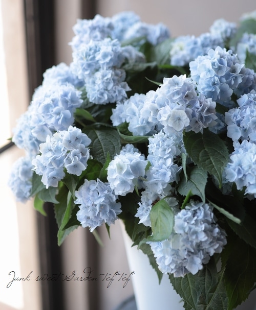 八重咲き山紫陽花 伊予獅子手まり ブルー Flower Species アジサイ Junk Sweet Garden Tef Tef