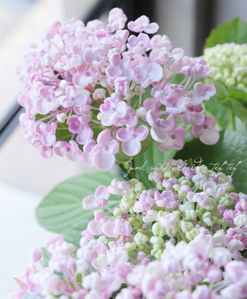 早割 紫陽花 おたふく ピンク 8006efce 買い人気商品 Pn Batam Go Id