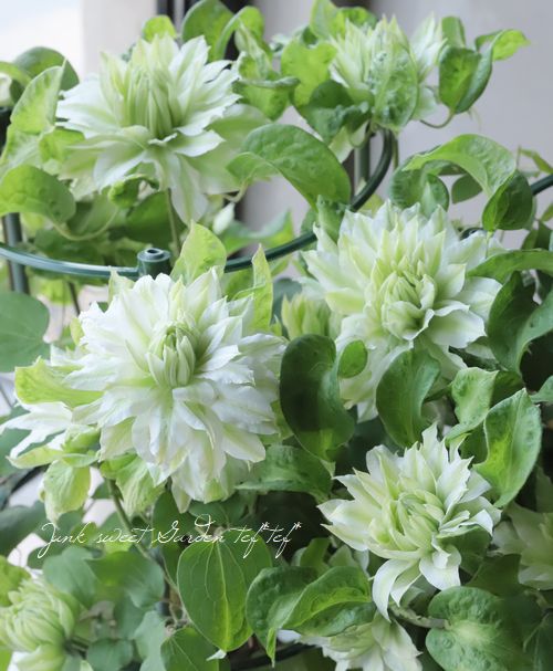 八重咲きクレマチス 『千の風』 | すべての商品 | | Junk sweet Garden