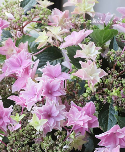 紫陽花 雨のち星 すべての商品 Junk Sweet Garden Tef Tef