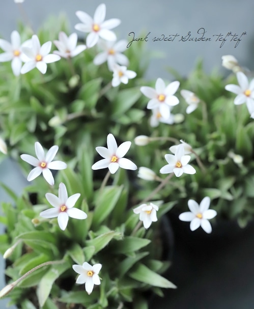 ♪なぉ【新品】 アサクラ おまとめ購入 原種アッツ桜 『ホワイト』 | すべての商品 | | Junk sweet Garden tef