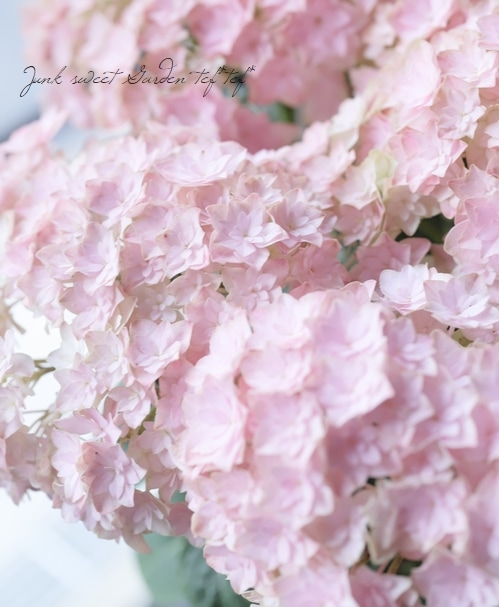 紫陽花 美雲 ミクモ ピンク すべての商品 Junk Sweet Garden Tef Tef