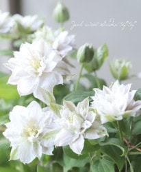 ������Ȭ�ź餭����ޥ������إ��󥷥󥰥��ޥ���� ��餭���ط�