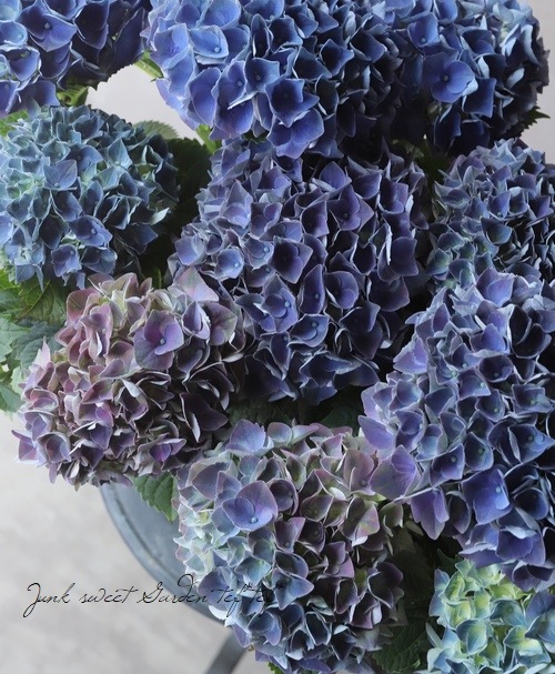 紫陽花 マジカルシリーズ 『クリムゾン』 秋色紫陽花品種 【ブルー