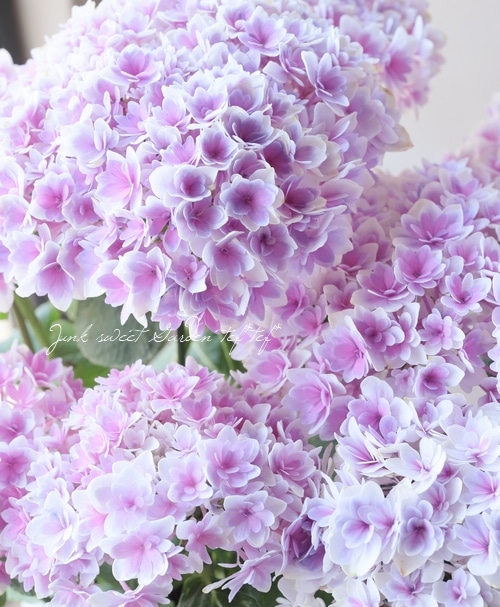 紫陽花 『竜宮』 パープル | すべての商品 | | Junk sweet Garden tef*tef*