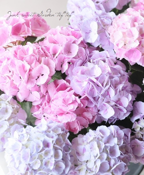 紫陽花 ファビラス・スプラッシュ 『ブルー×ピンク MIX植え』 絞り咲き