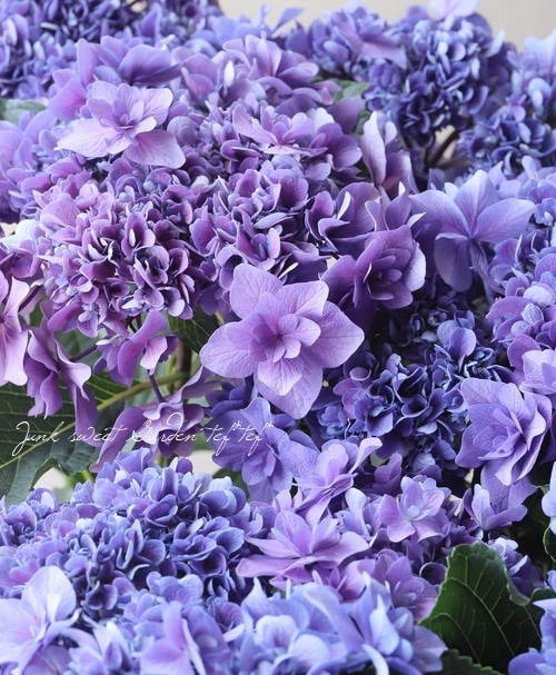 八重咲き紫陽花 『ジーナ』 ブルー | すべての商品 | | Junk sweet