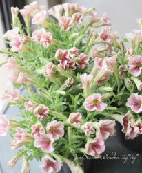 ڲ¤󥪥ꥸʥ غ餭ڥ˥ ץȥ إ奨ԡ