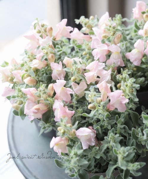 銀葉・這性キンギョソウ 『シルバーライトピンク』 | すべての商品