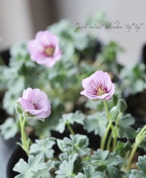 ˥ࡦͥ쥦ࡡإ饺٥꡼