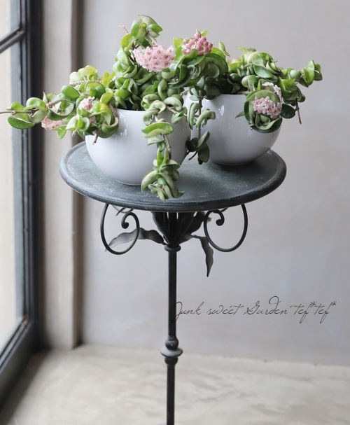 観葉植物 ホヤ カルノーサ コンパクタ ホワイトボール鉢付 すべての商品 Junk Sweet Garden Tef Tef