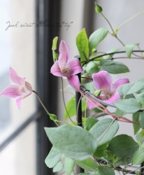 ����ޥ������ƥ����󥷥��ϡ��إ��㥵��󥯥�󥦥��ꥢ��١�