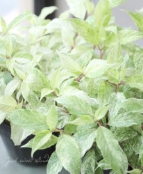 ����������������Υꥦ�ĥ������㲽�ѡ١�