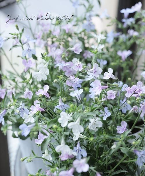 ロベリア 空色てふてふ Mix植え すべての商品 Junk Sweet Garden Tef Tef