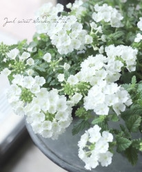 �С��٥ʡ������ͥå�����ѥ��ȡ��إۥ磻�ȡ� �ɺ��ϥ󥮥󥰥�����